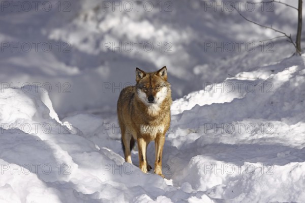 Wolf, Canis lupus, gray wolf