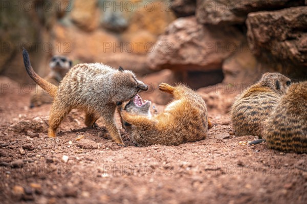 Two meerkat (Suricata suricatta) playing in a sandy environment with rocks in the background and other meerkats nearby, Eisenberg, Thuringia, Germany, Europe