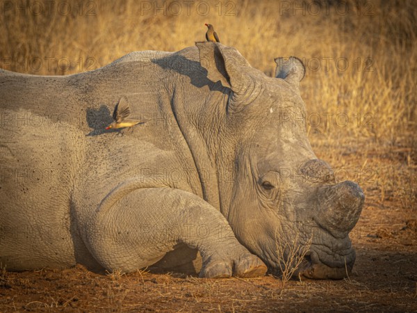 Reclining white rhinoceros (Ceratotherium simum) with sawed-off horn and oxpecker star (Buphagus) on its head, portrait, Anti-Poaching, Balule Plains, South Africa, Africa