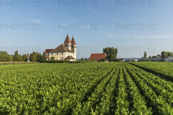 Church of St Peter and Paul, Reichenau Island, UNESCO World Heritage Site, Niederzell, Lake Constance, Baden-Württemberg, Germany, Europe