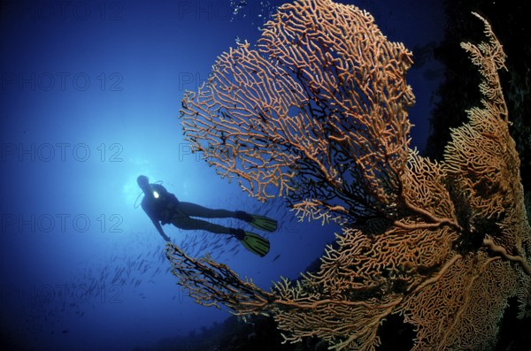 Diver and gorgonian corals, Egypt, Hurghada, Red Sea, Africa