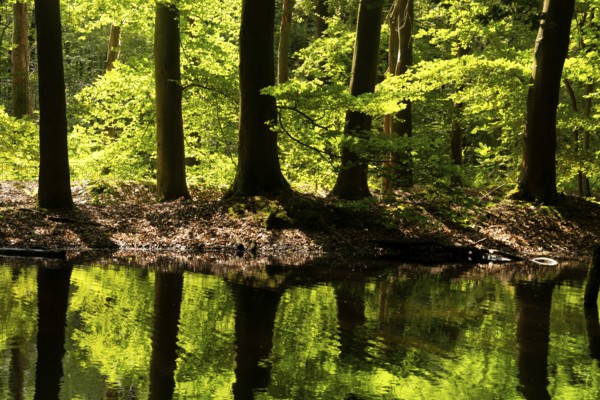 Trees reflecting in a pond in the Dutch nature reserve Waterloopbos near Kraggenburg in the province Flevoland