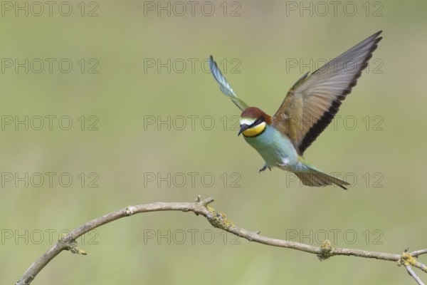 European bee-eater (Merops apiaster)