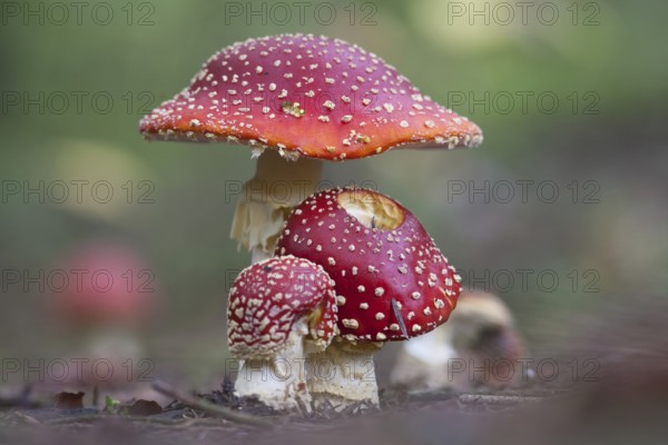 Fly agaric (Amanita muscaria)