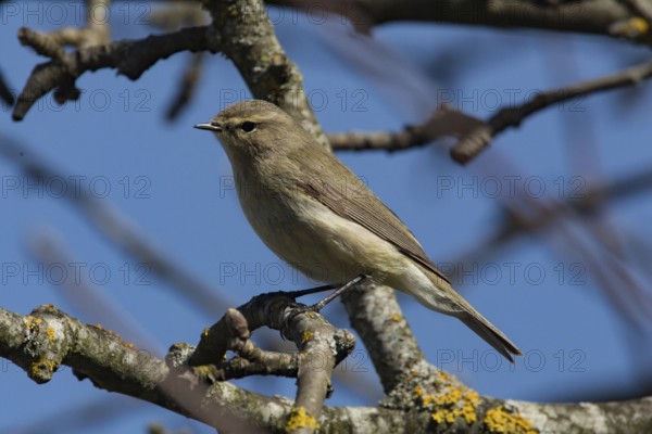 Chiffchaff (Phylloscopus collybita)