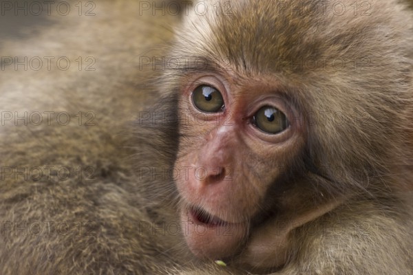 Japanese macaque (Macaca fuscata)