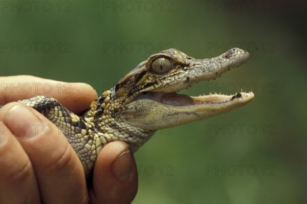 Baby alligator (Alligator mississippiensis)