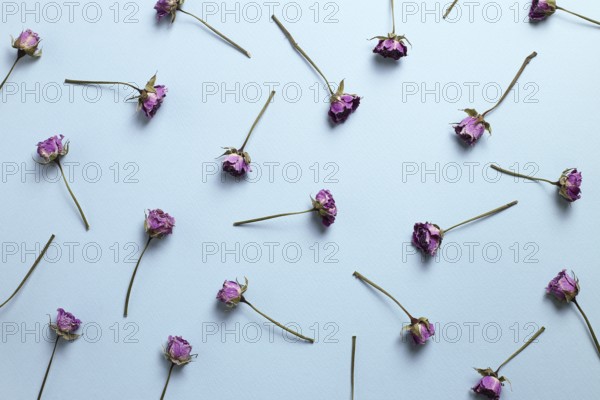 Purple dry rose flowers pattern on blue background. Floral composition, flat lay, top view