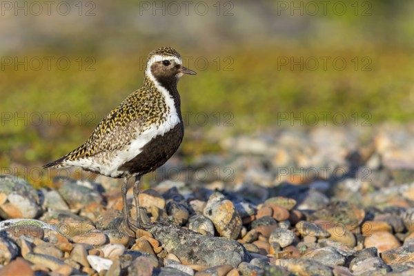 Golden plover, (Pluvialis apricaria), Charadrius apricaria, plover family, Varanger, Finnmark, Norway, Europe