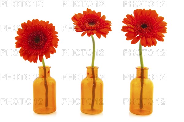 Orange Gerber flowers in little glass vases