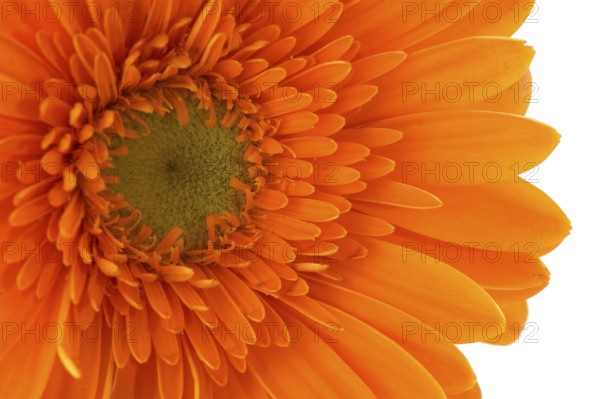 Orange Gerber in macro on white background