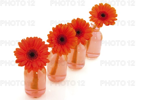 Orange Gerber flowers in a row glass bottles
