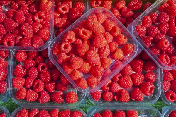 Fresh raspberries in trays on a market stall for sale, Bremen, Germany, Europe