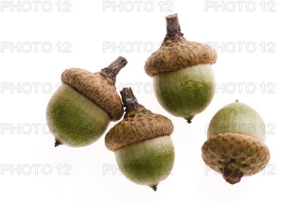Acorns isolated on white, poland