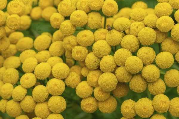 Close-up of the yellow flowers of tansy (Tanacetum vulgare), which form a dense, detailed pattern, Germany, Europe