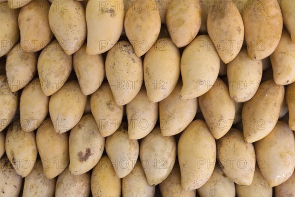 Fresh yellow mango on the market in Thailand