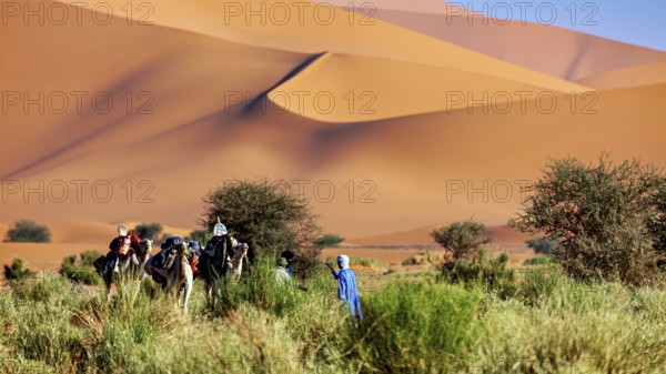 Group of people and camels crossing hilly, sandy desert with scattered greenery, Tuareg with his camel caravan in the Sahara in Algeria