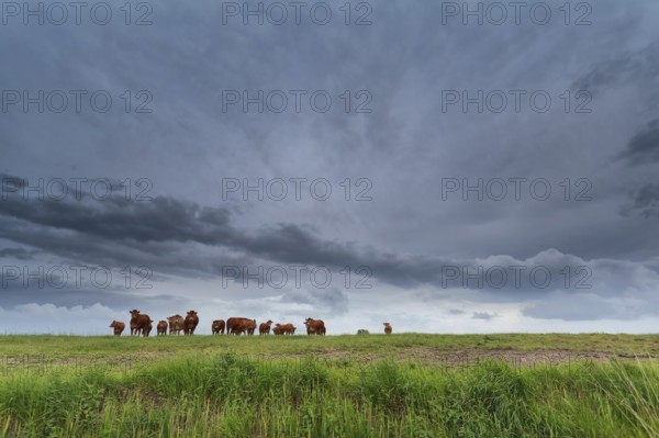 Few cows on pasture and stormy sky, Netherlands