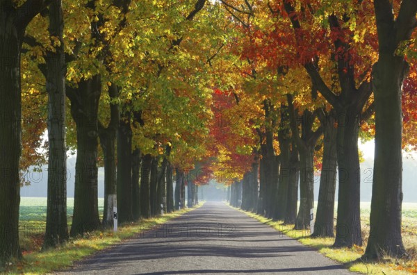 Avenue in autumn, avenue in fall 28