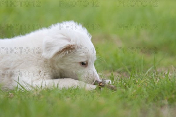 Collie-Labrador mix puppy in the grass