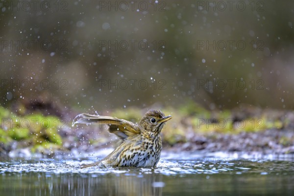 A song thrush (Turdus philomelos) bathing in a shallow pond with water splashes, Hesse, Germany, Europe