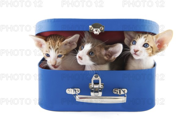 Blue suitcase with little kitten cats on white background