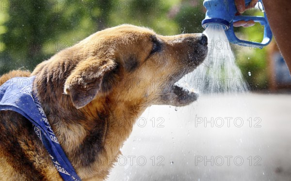 Dog drinks water from a spray gun