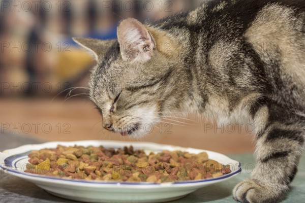 Tabby domestic cat eats dry food, Austria, Europe