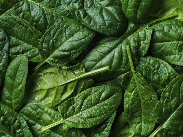 Pattern from baby spinach leaves. Fresh green baby spinach. Top view or flat lay. Can use for design vegan and keto diet