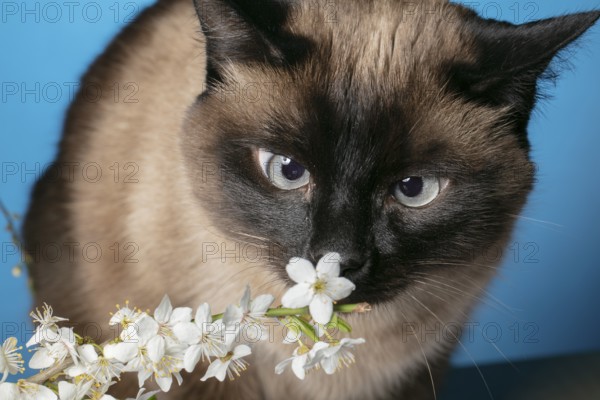 Funny cat sniffs white flowers on a blue background