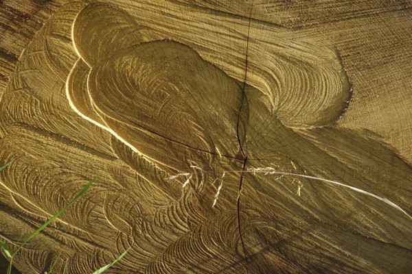 Wood, grain
