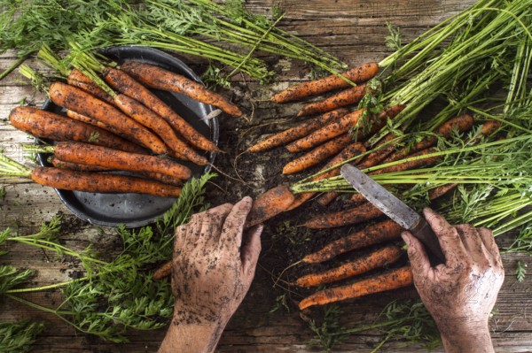Cleaning and preparation of a bunch of freshly picked carrots