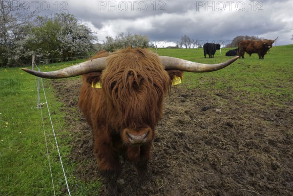 Highland cattle, Highland cattle, Kyloe, Scottish highland cattle