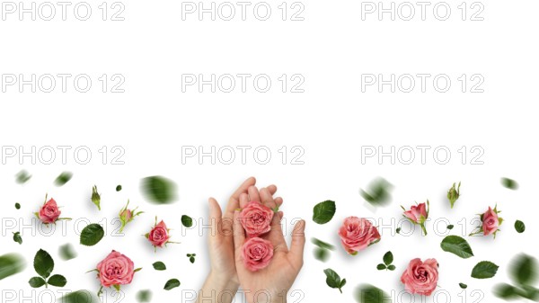 Rose buds in caucasian model hands and on white background flat lay view