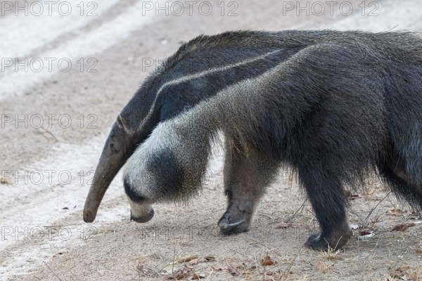 Giant anteater (Myrmecophaga tridactyla), at dusk, in front of sunrise, Pantanal, inland, wetland, UNESCO Biosphere Reserve, World Heritage Site, wetland biotope, Mato Grosso, Brazil, South America