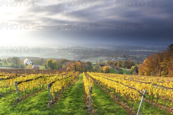 Autumn atmosphere, sunlight breaking through clouds, foliage colouring in the vineyard, St.Andrä-Höch, Sausal, Styria, Austria, Europe