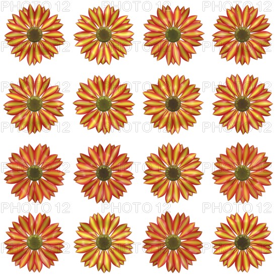 An illustration of some isolated different flowers