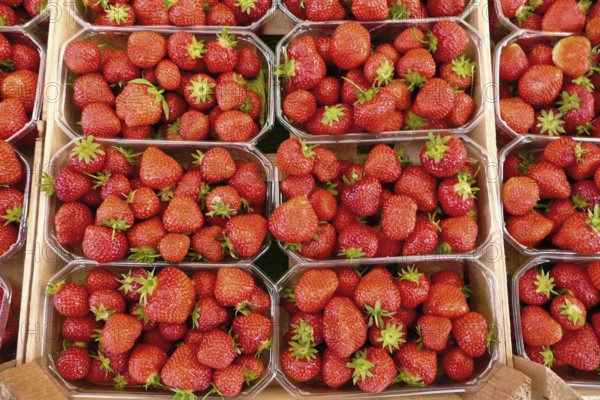 Several trays of fresh strawberries at a fruit market in Austria