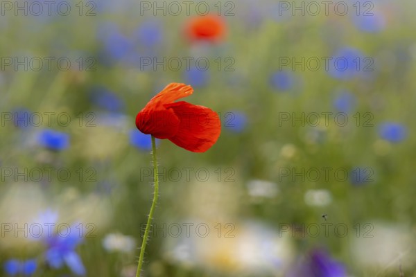 Blooming meadows and fields with poppies and cornflowers
