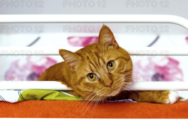A big ginger cat on the couch, ginger house cat, home groomed pet cat
