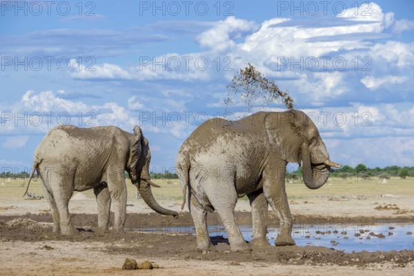 Elephants