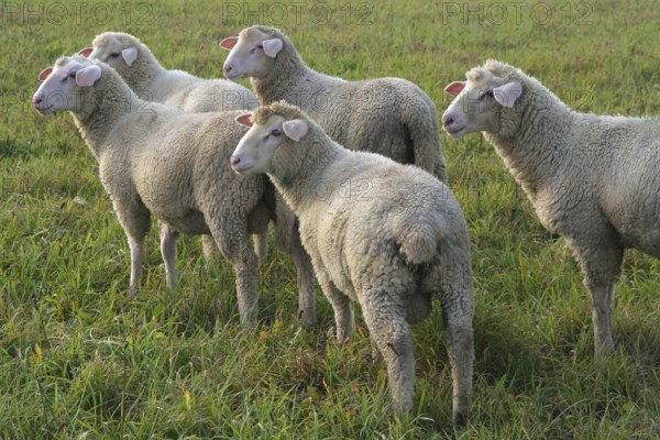 Sheep