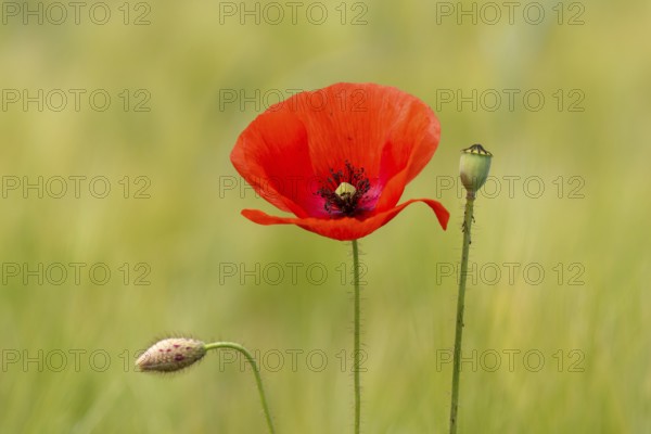 Poppy seeds