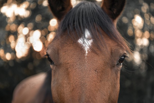 Close-up with the face of a brown horse with black hair and a white spot on its forehead, looking straight at the camera, selective focus image