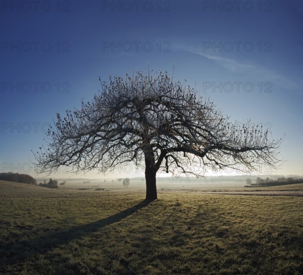 Apple tree at sunrise