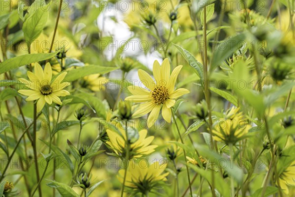Small-headed sunflower (Helianthus 'Lemon Queen'), Gardens of the World, Berlin, Berlin, Germany, Europe