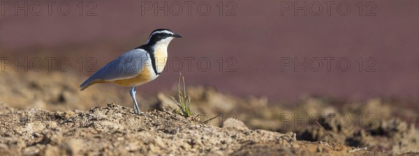 Crocodile-bird, (Pluvianus aegytpticus), Crocodile-bird, Egyptian Plover, Pluvian fluviatile, Pluvial, Njau area, Njau, North Bank, Gambia, Africa