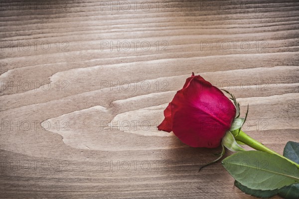 Red scented rose on wooden board holiday concept