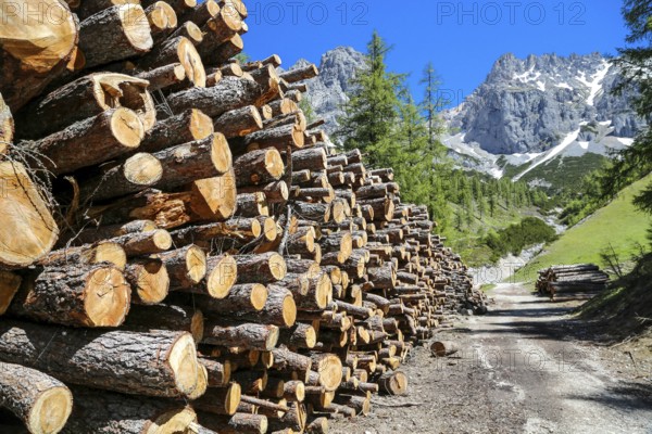 Felled trees on a hiking trail in Ramsau am Dachstein. Wood at a mountain trail at ramsau at the dachstein, austria