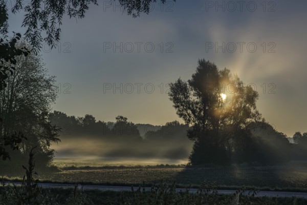 The sun breaks through the trees and creates rays of light in the morning mist, Danube, Bogen, Lower Bavaria